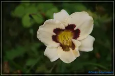 Siloam Theresa Moore.webp