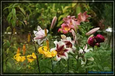 comp_DSC02024.webp