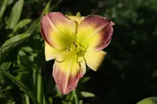 Cocktail Party (2).webp