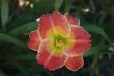 Desert Oasis.webp