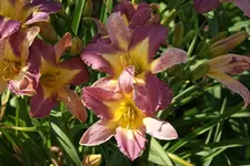 Nil Crane.webp