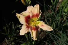 Smlg Biene100.webp