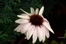 _Ein Hauch rosef..webp