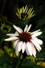 _Ein Hauch rosefarben.webp