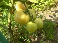 jog 108.webp