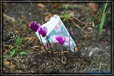 comp_DSC02026.webp