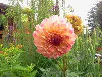 jog 126.webp