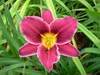 jog 184.webp