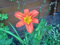 jog 208.webp