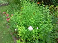 jog 170.webp