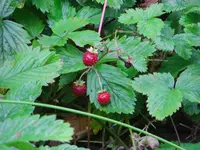 CIMG3024.webp