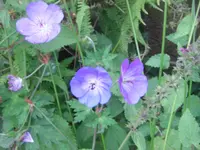 CIMG3026.webp