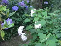 CIMG3033.webp