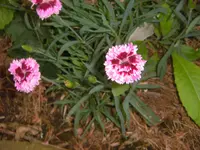 CIMG3036.webp