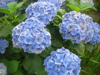 CIMG3037.webp