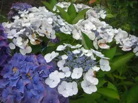 CIMG3041.webp