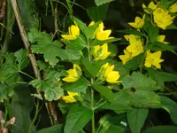 CIMG3043.webp