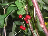 CIMG3044.webp