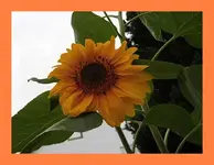 040.webp