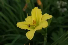 Green Flutter.webp