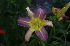 Lovely Light.webp