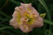 Nagasaki (1).webp