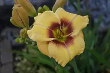 Ornamental Focus.webp