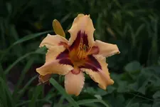 Smlg Hofsätter.webp