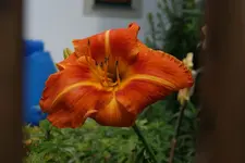 Tuscavilla Tigress.webp