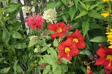 Unbekannt rot.webp