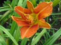 kwanzo_1024x768.webp