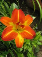 miracle_576x768.webp