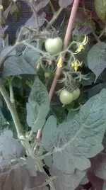 peardrop normal.webp
