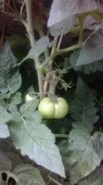 peardrop pobacke.webp