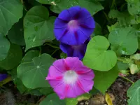 P1020098.webp