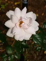 P1020102.webp