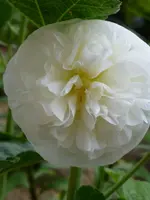 P1020125.webp