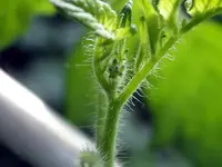Cherrytomate-Karins-Schokozipfel-Bluetenansatz.webp