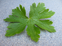 geranium endressii laub.webp