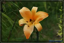 comp_DSC02043.webp