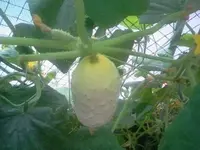 nuki 006.webp