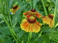 CIMG8323.webp