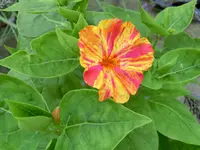 CIMG8292.webp