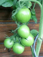 CIMG8300.webp