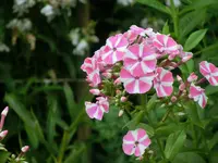 CIMG8306.webp