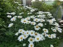 CIMG8309.webp