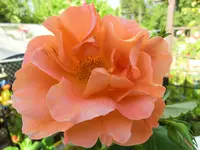 CIMG8314.webp