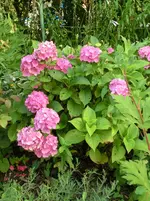 CIMG8317.webp