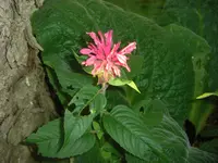 CIMG3057.webp