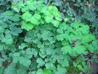 CIMG3058.webp